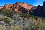Twisted shrubs in Kolob Canyon